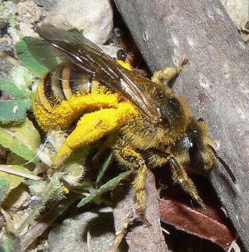 Halictus scabiosae