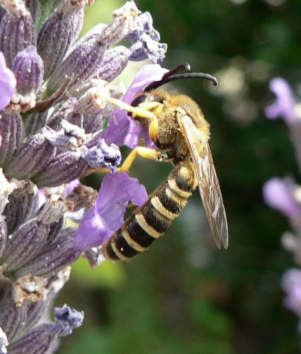 Halictus scabiosae