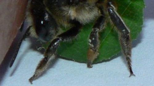 Megachile willughbiella