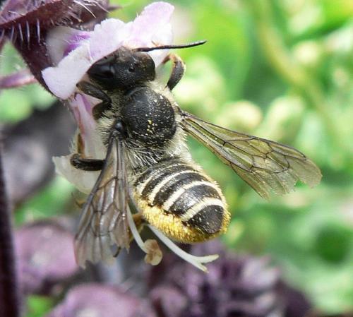 Réf. 47 778 : Megachile sp.