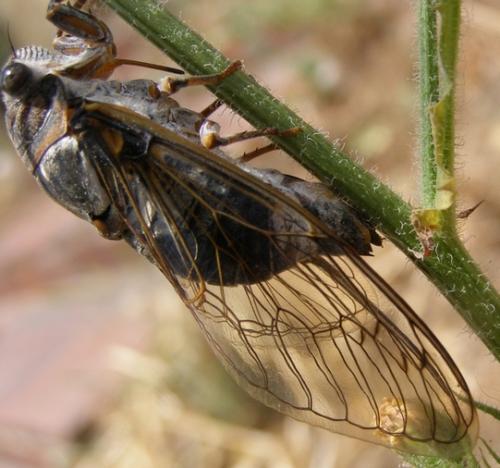 Lyristes plebejus