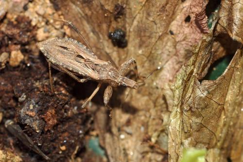 Réf. 47 598 : Oncocephalus pilicornis