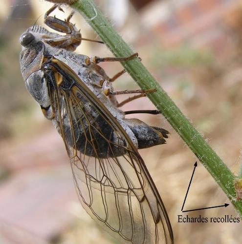 Lyristes plebejus