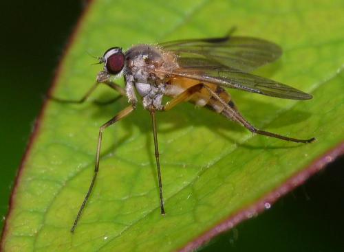 Réf. 47 089 : Rhagio lineola