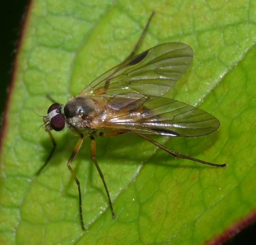 Rhagio lineola