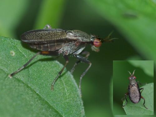 Réf. 47 408 : Coremacera marginata