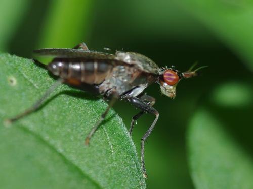 Réf. 47 405 : Coremacera marginata