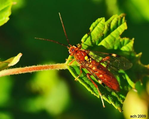 Tenthredopsis (nassata-sordida)