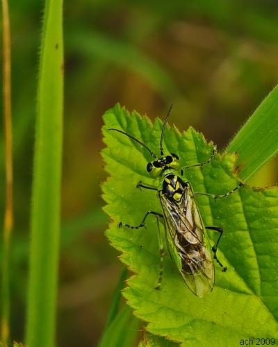 Réf. 47 528 : Rhogogaster scalaris