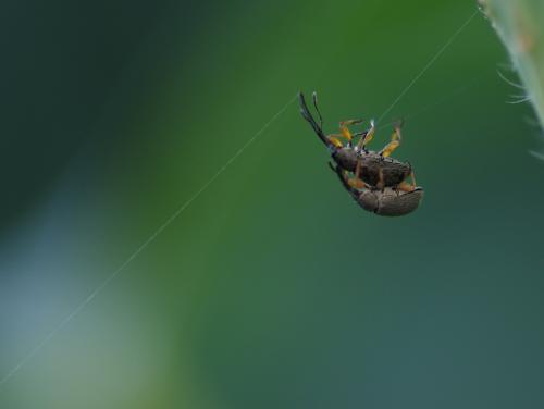 Rhopalapion longirostre
