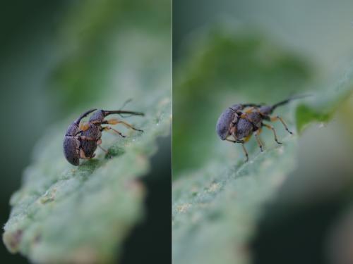 Rhopalapion longirostre