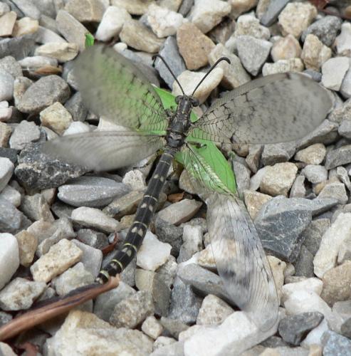 Réf. 47 928 : Distoleon tetragrammicus