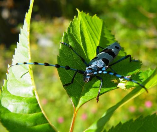 Réf. 47 542 : Rosalia alpina