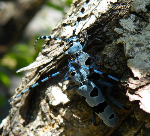Rosalia alpina