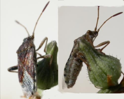 Rhopalus sp.