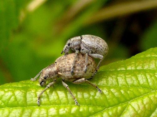 Réf. 47 965 : Attactagenus plumbeus