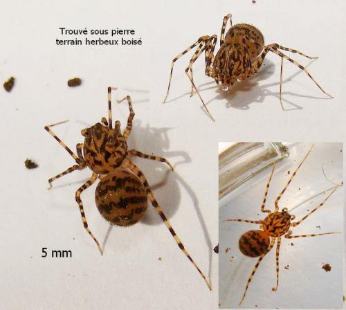Scytodes thoracica