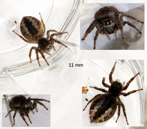 Philaeus chrysops