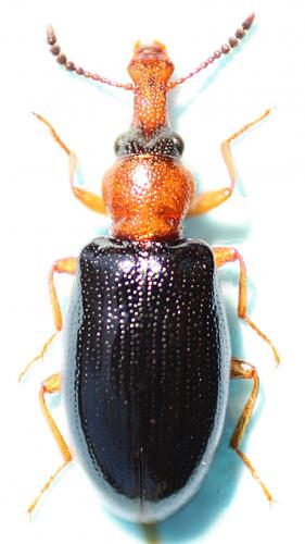 Salpingus ruficollis