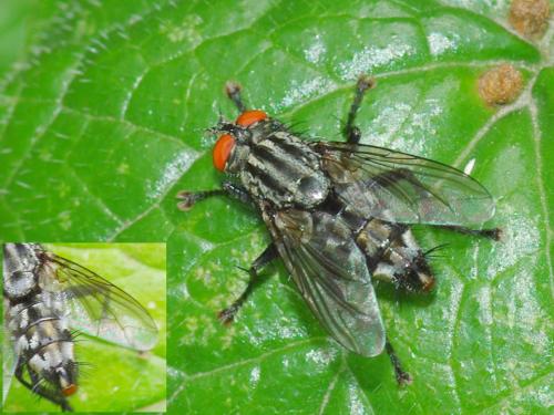 Sarcophaga sp.