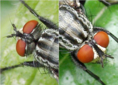 Sarcophaga sp.