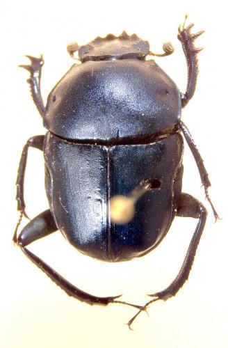 Garreta azureus