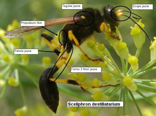 Réf. 47 775 : Sceliphron destillatorium