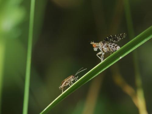 Trypetoptera punctulata