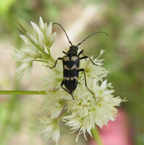 Judolia sexmaculata
