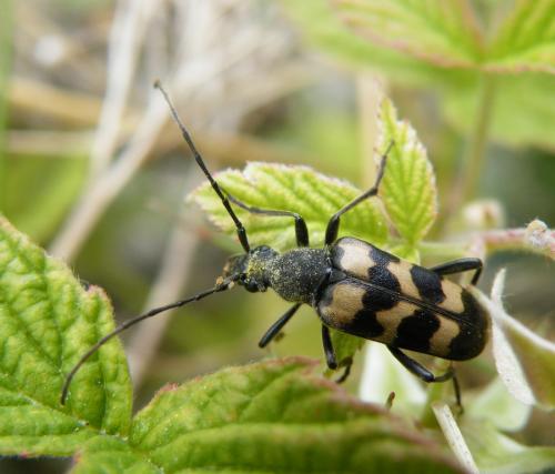 Judolia sexmaculata