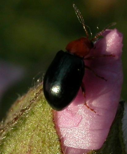 Podagrica sp.