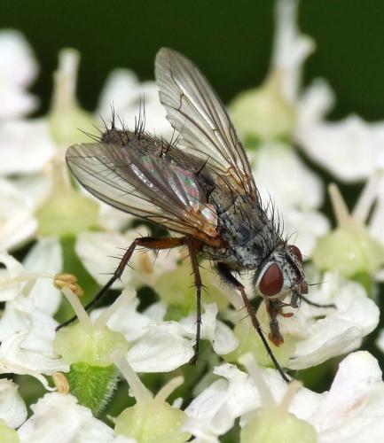 Réf. 47 394 : Solieria sp.
