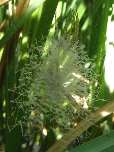 Argiope bruennichi