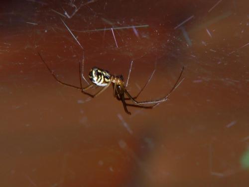 Neriene radiata