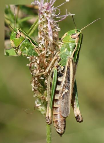 Réf. 47 399 : Stenobothrus lineatus lineatus