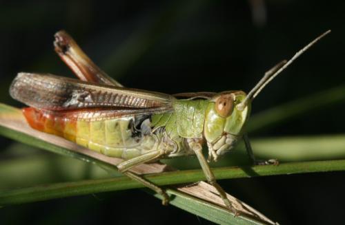 Réf. 47 400 : Stenobothrus lineatus lineatus