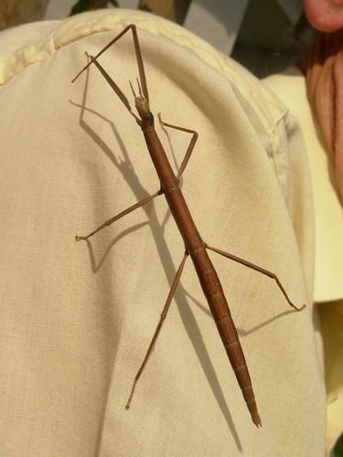 Réf. 47 189 : Clonopsis gallica