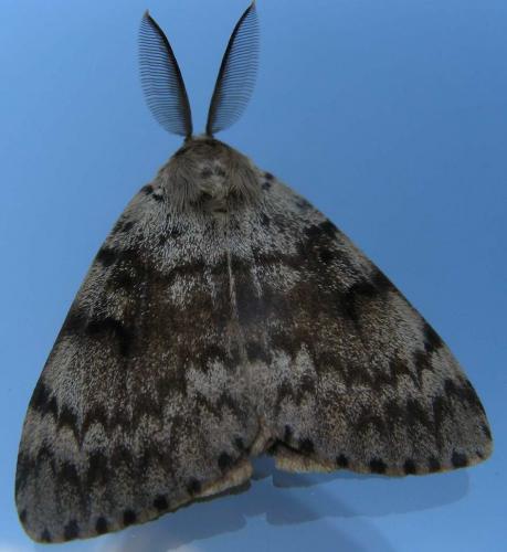 Lymantria dispar