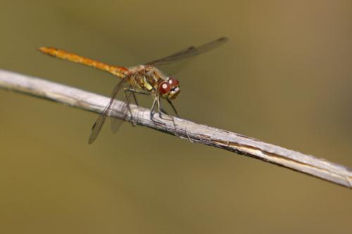 Sympetrum striolatum