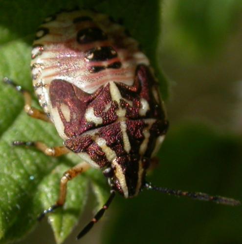 Carpocoris purpureipennis