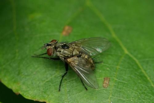 Réf. 47 099 : Meigenia sp.