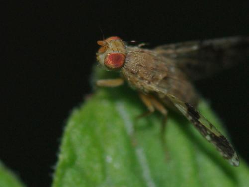 Réf. 47 549 : Tephritis sp.