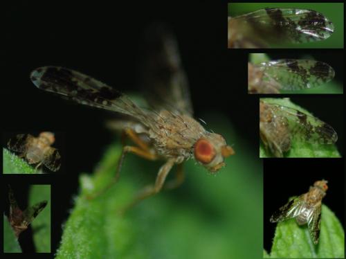 Tephritis bardanae