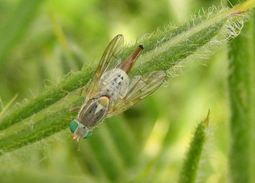 Réf. 47 328 : Terellia longicauda