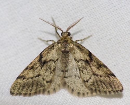 Tephronia sepiaria