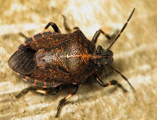 Réf. 47 595 : Rhacognathus punctatus