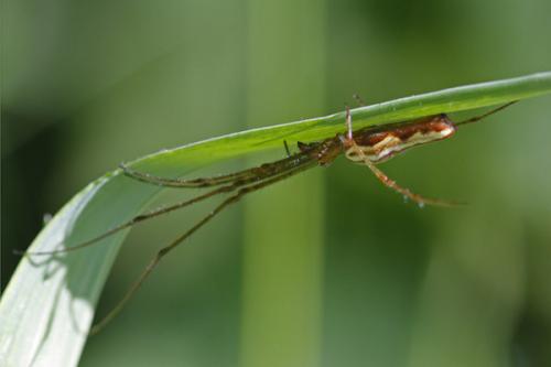 Tetragnatha sp.
