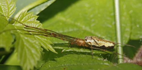 Tetragnatha sp.
