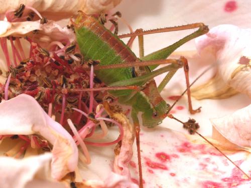 Réf. 47 119 : Leptophyes punctatissima