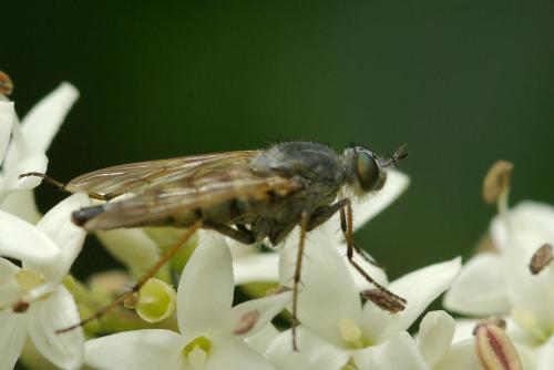 Réf. 47 430 : Thereva sp.